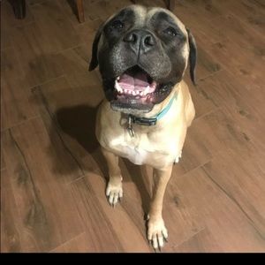 Meet your Posher, Shiloh